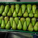 Pickled Pears