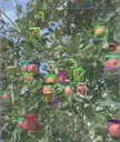 RIWO_Solution_Sorting Systems_Agri_Vision